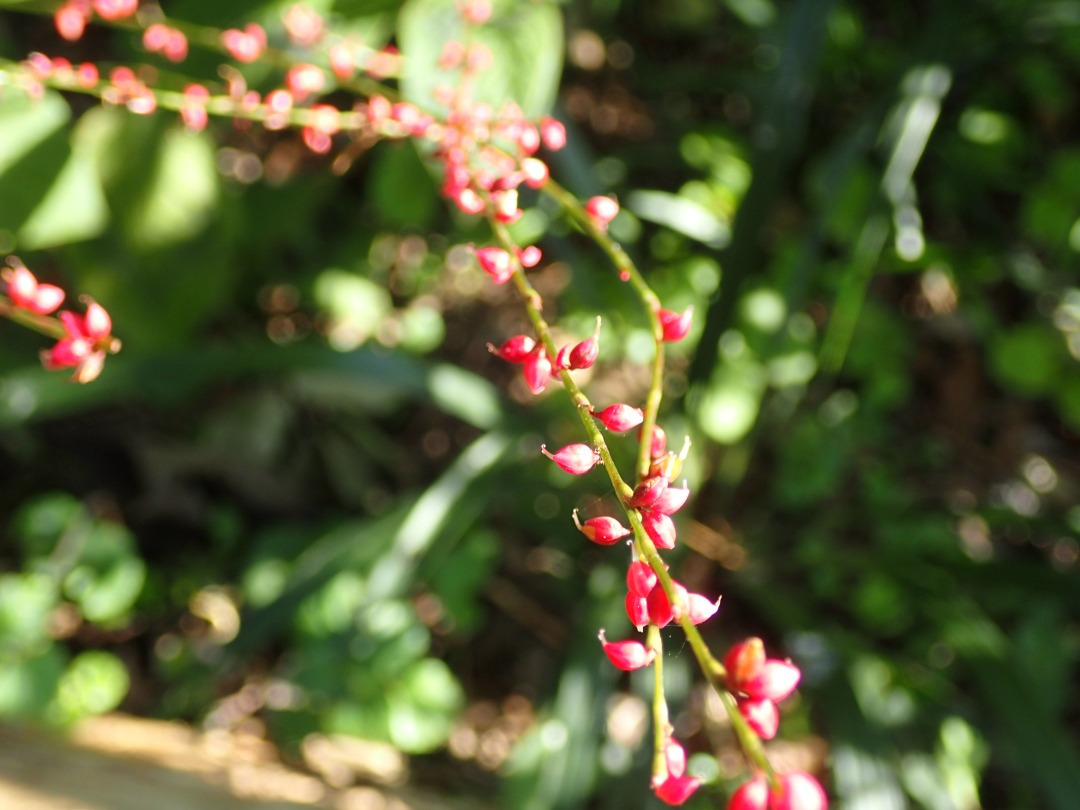 PA101028.JPG