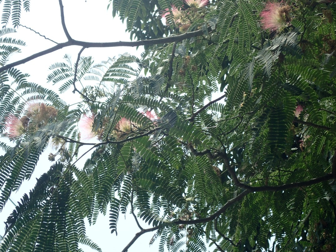 P7060314.JPG