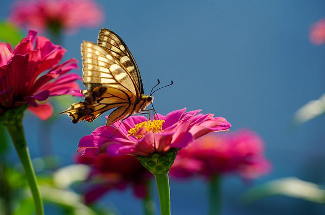 butterfly-6616627_640.jpg
