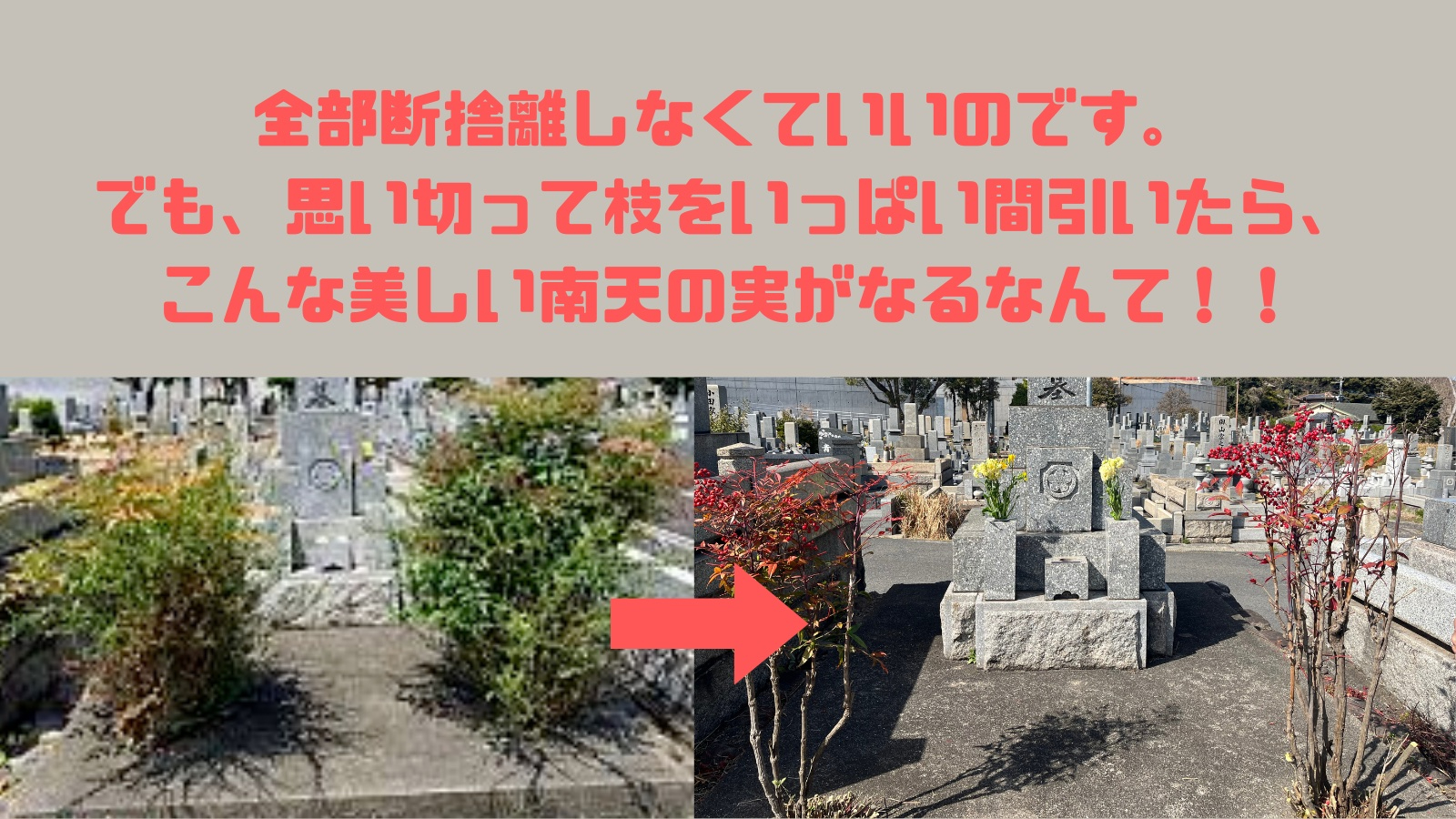伐採ではなく間伐が程よい。②.jpg