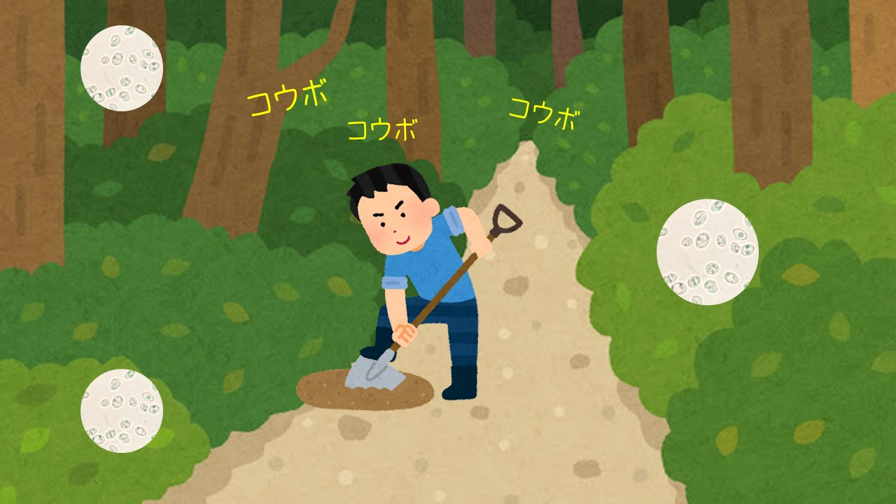 白神山地.jpg