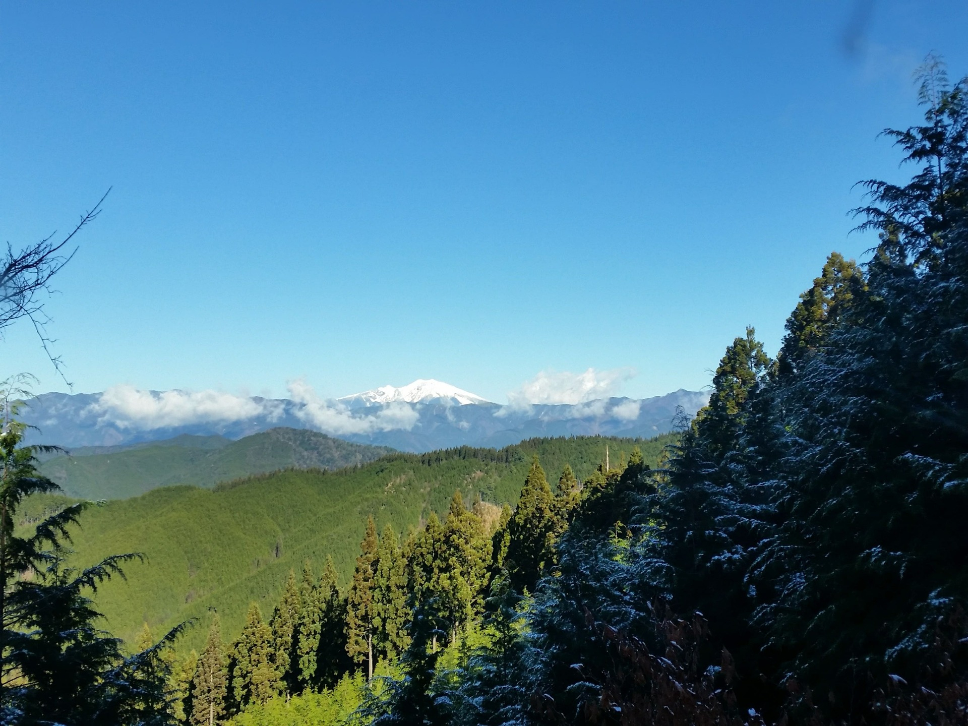 forest3.jpg