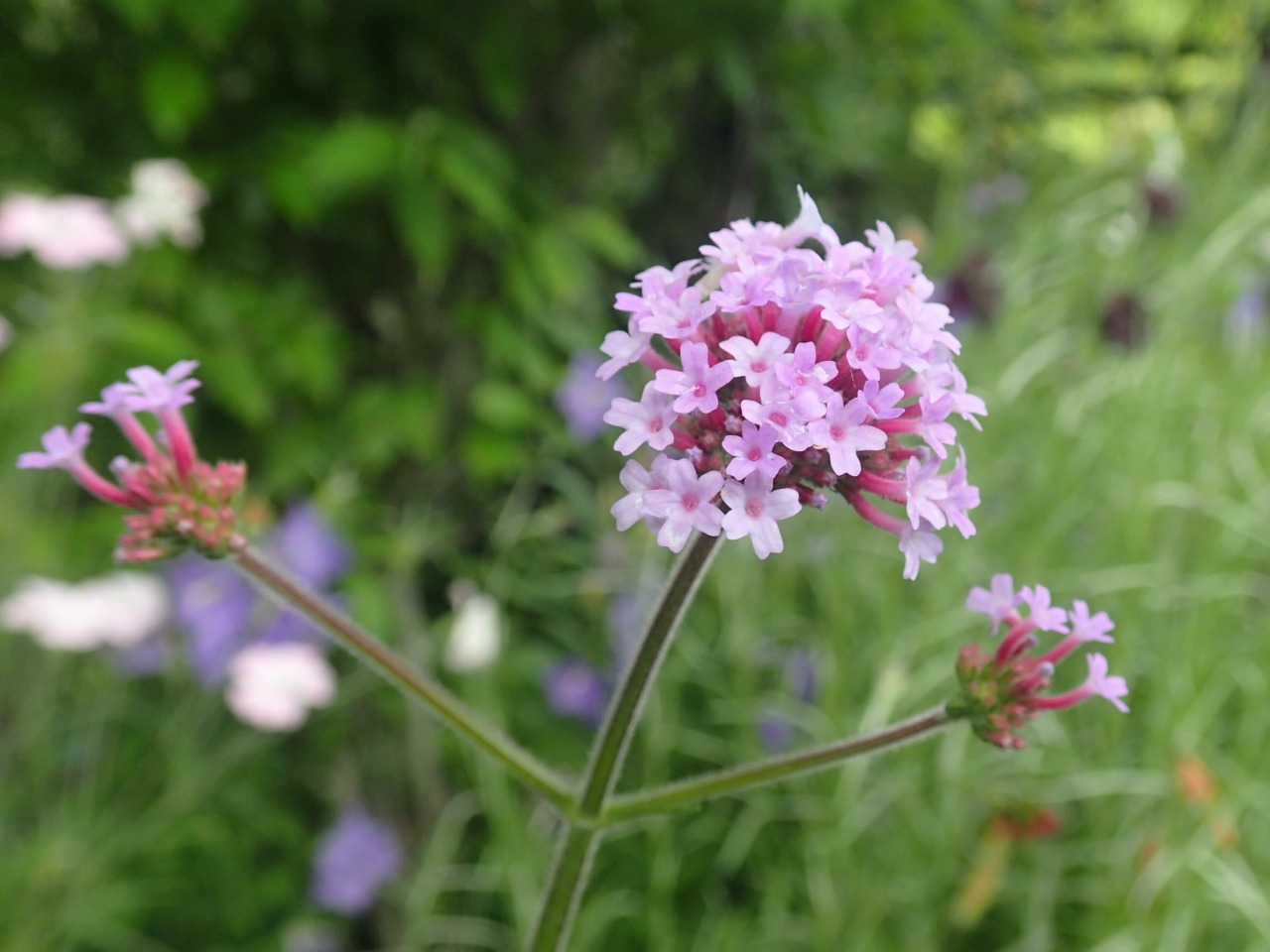 P5201493.JPG