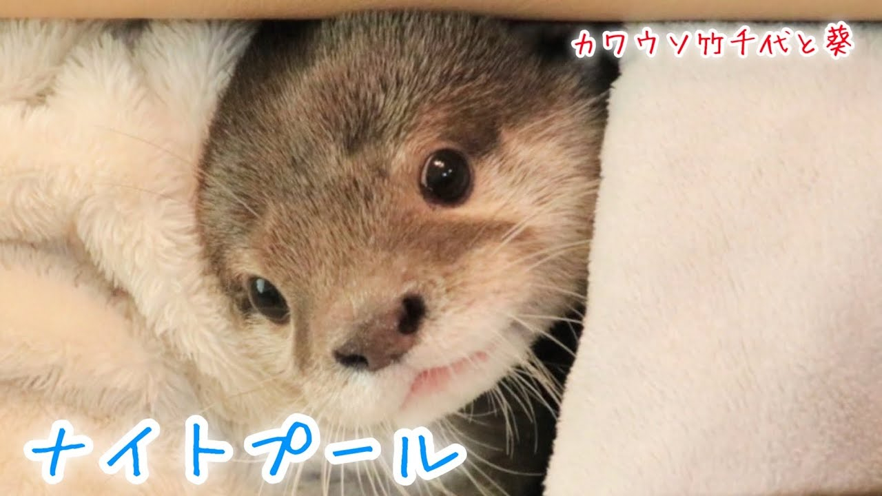 maxresdefault (1).jpg