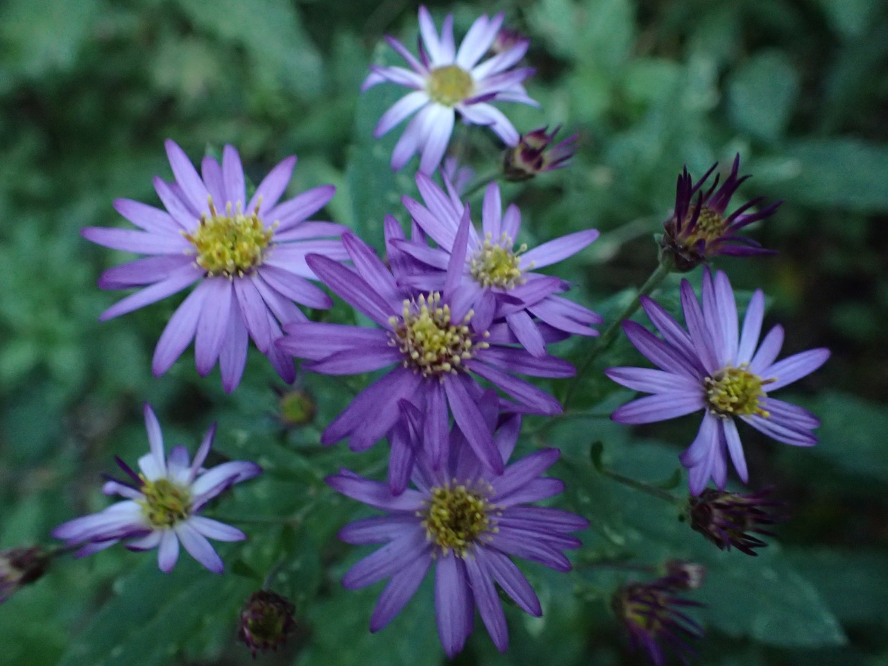 PB081493.JPG