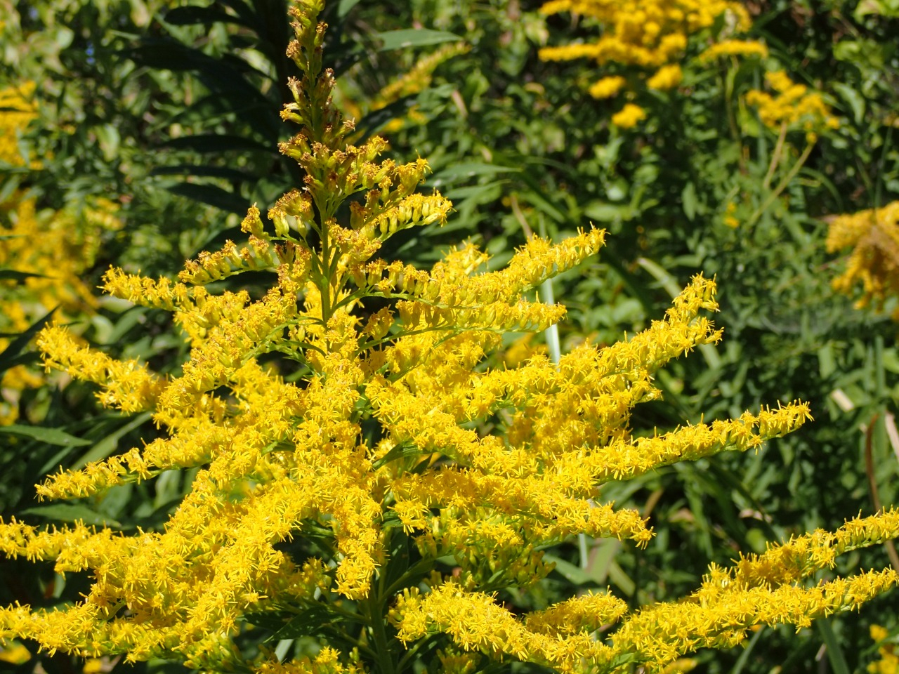 PA220579.JPG