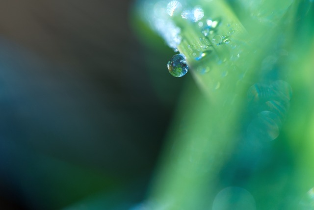 grass-7000897_640.jpg