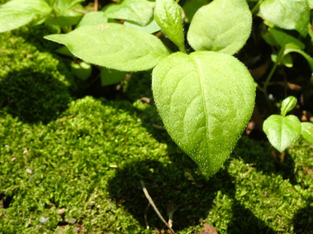 P5310471.JPG