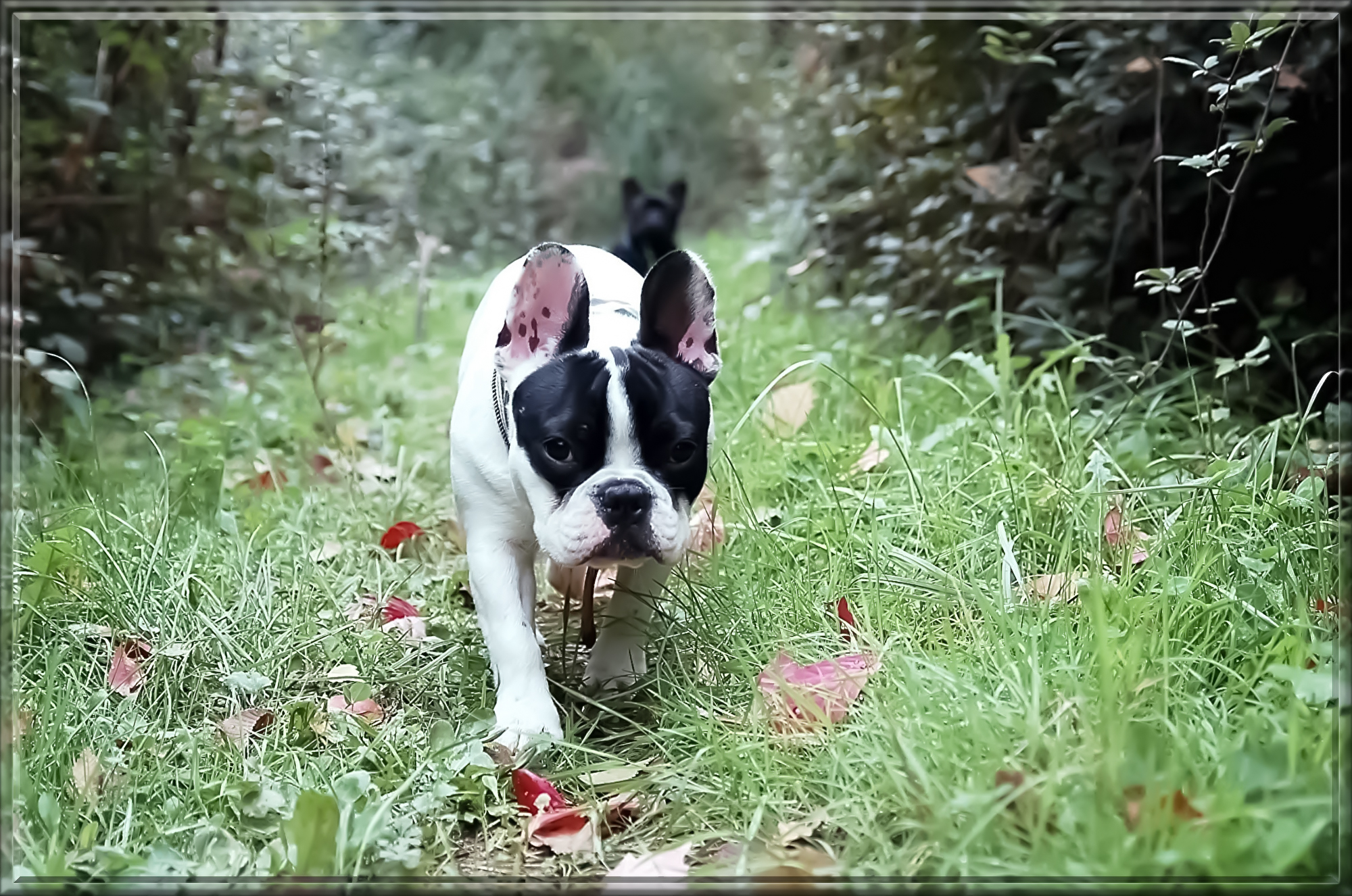 bulldog-144012.jpg