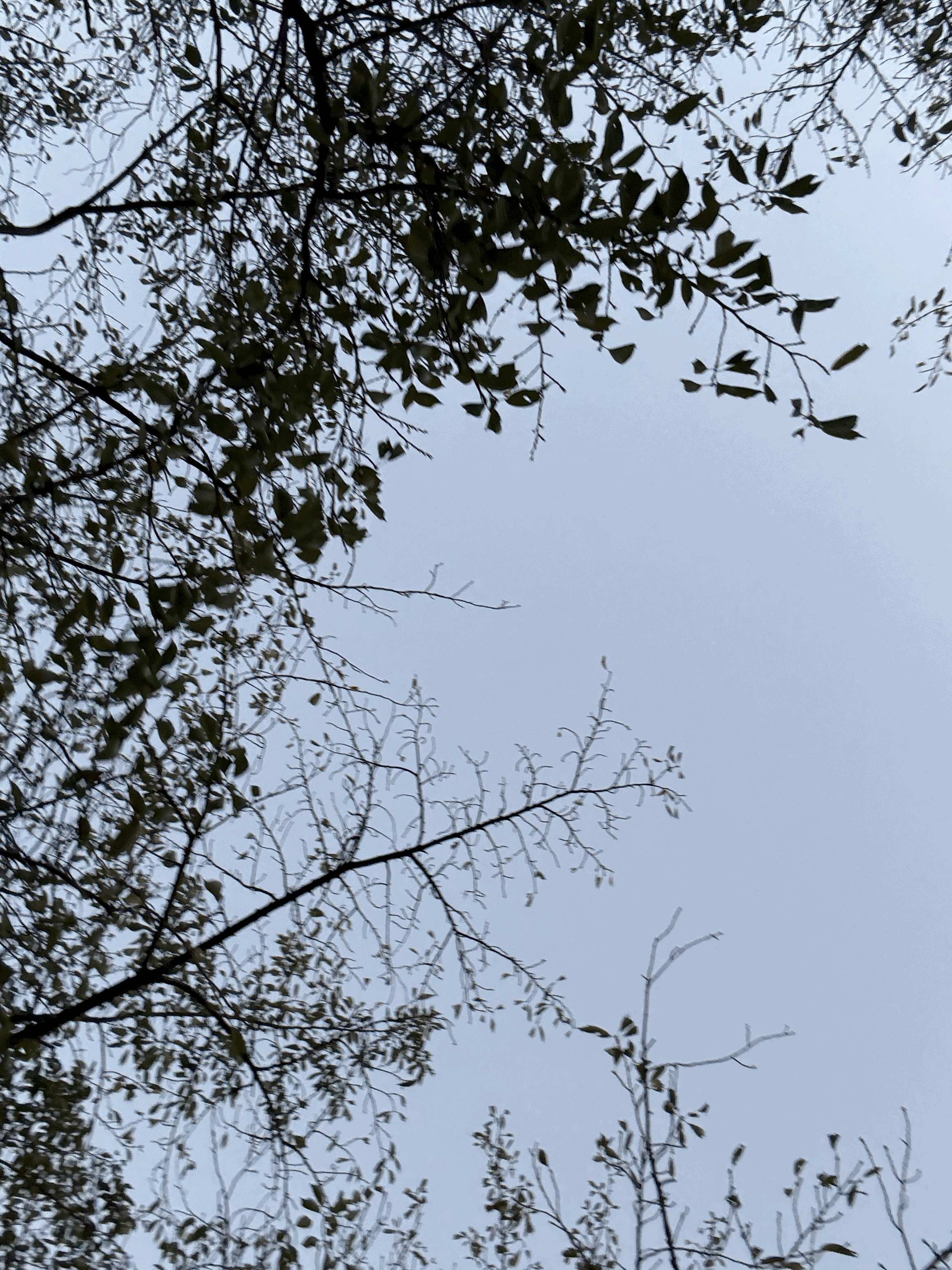 tempImageMf8qq7.gif