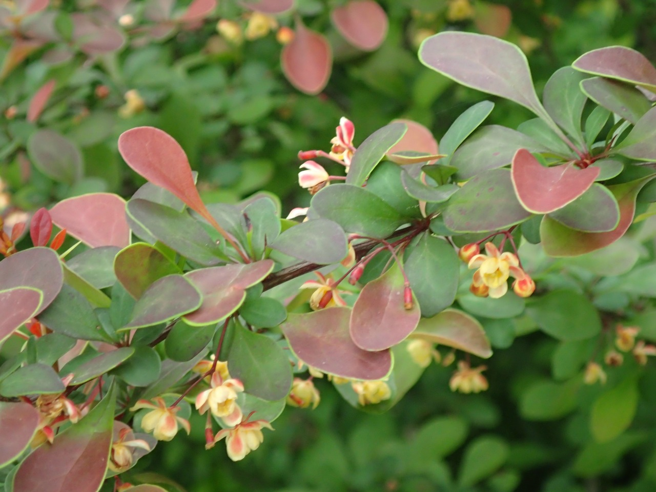 P4270557.JPG