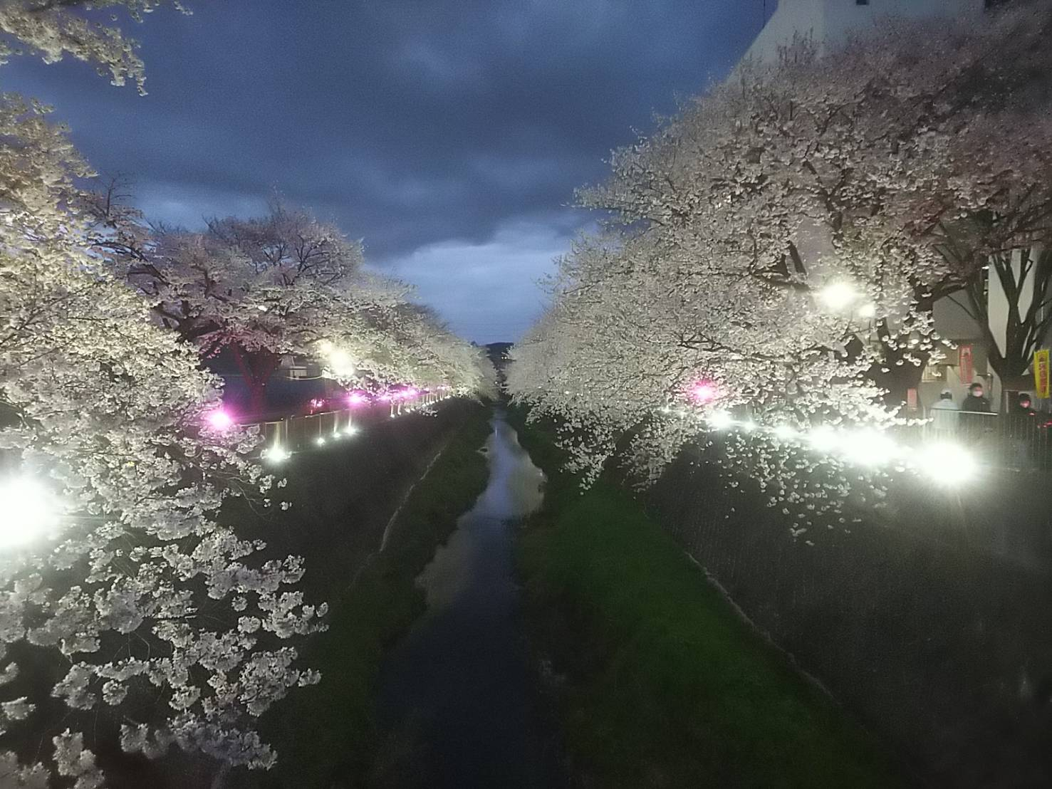 2023年桜（三沢川）22.jpg