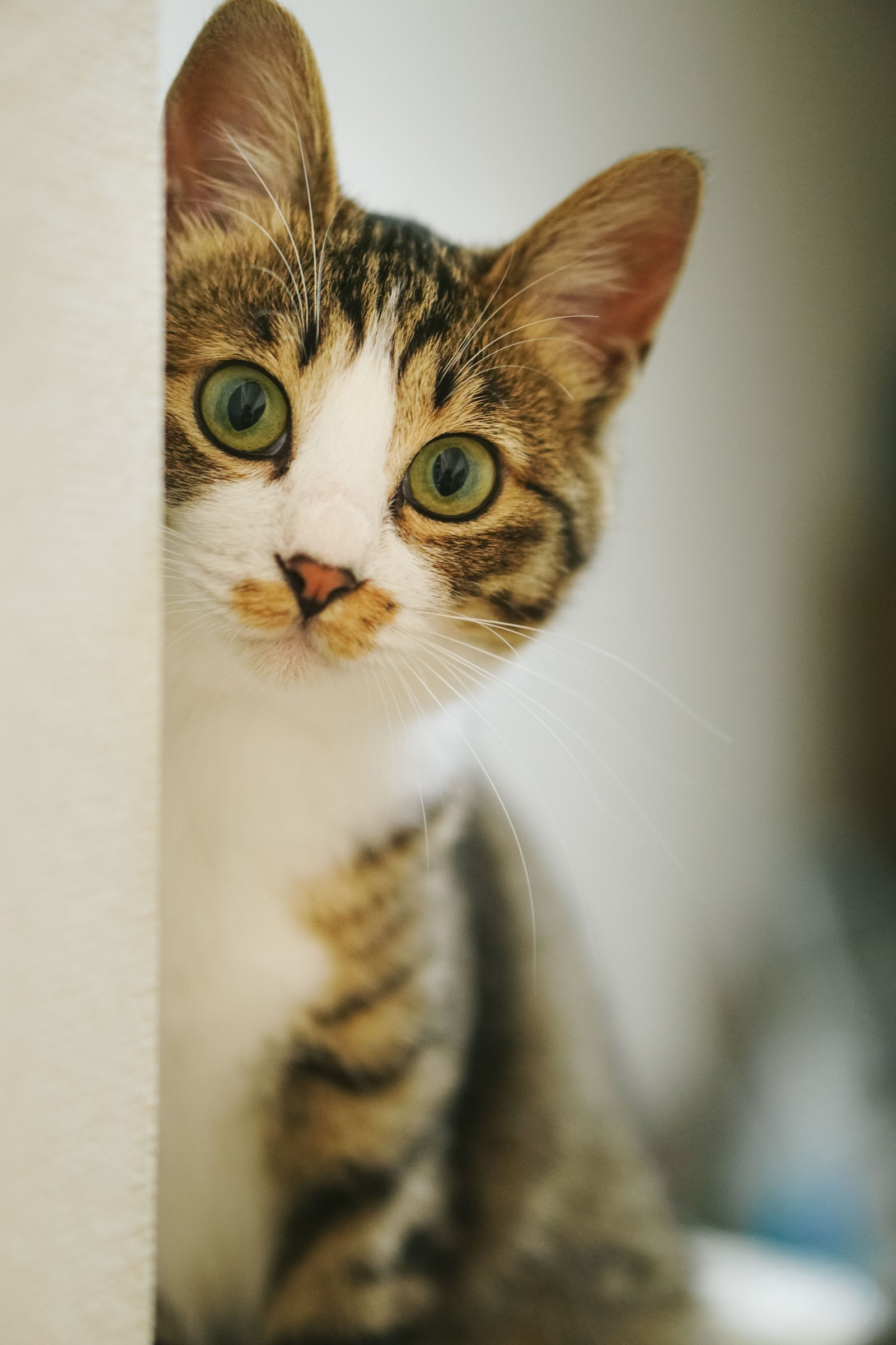 nekohamita171027_TP_V.jpg