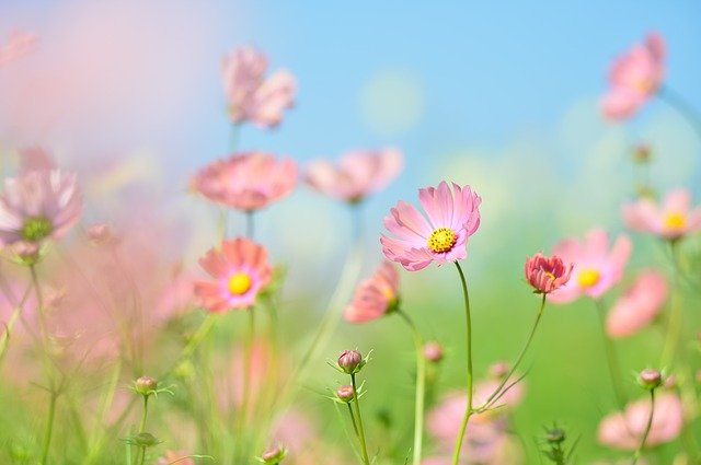plant-g93a555294_640.jpg