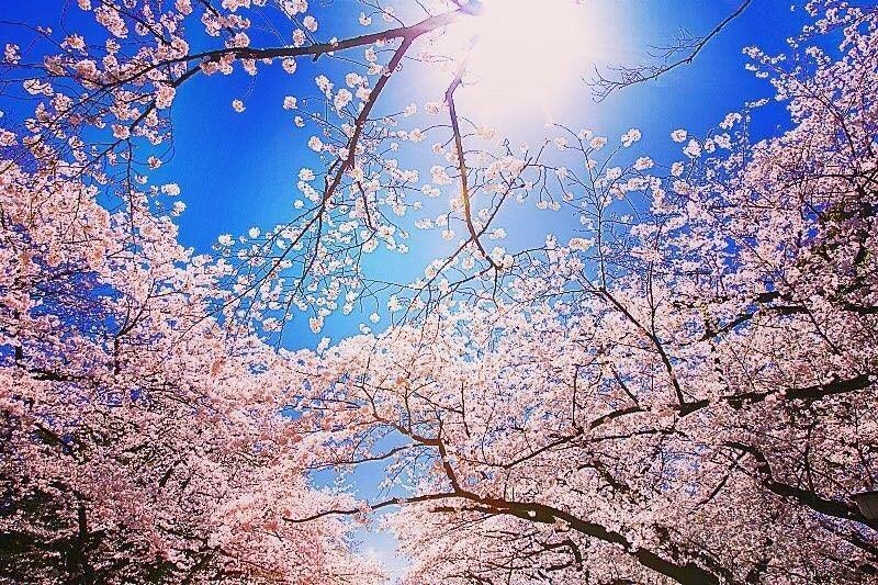 桜の写真.jpg