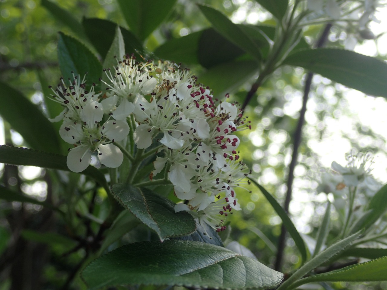 P4190345.JPG