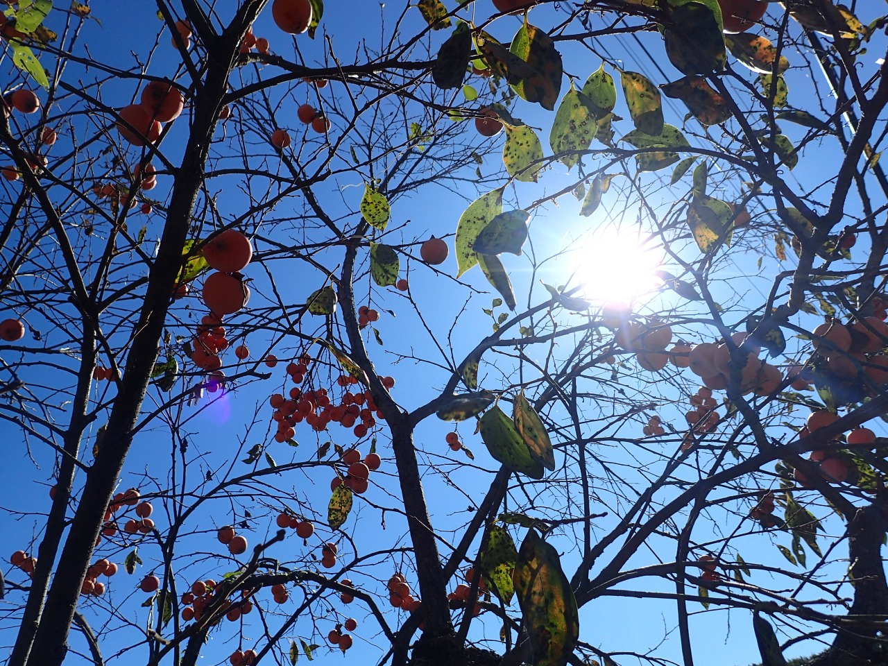 PA220747.JPG