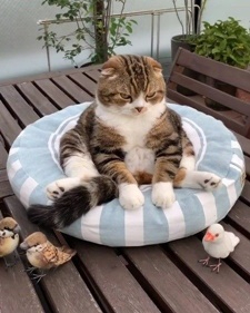 お風呂に入れられ激オコ顔の猫ちゃん　しかし……　ギャップのあるリアクションが面白かわいい.jpg