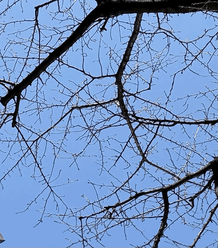 tempImagecMxdRg.gif