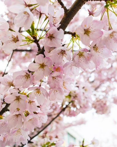 桜.jpeg