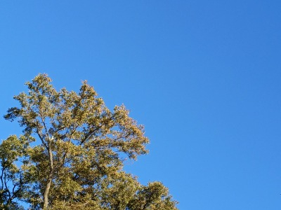 IMG_20261028_071912961.jpg