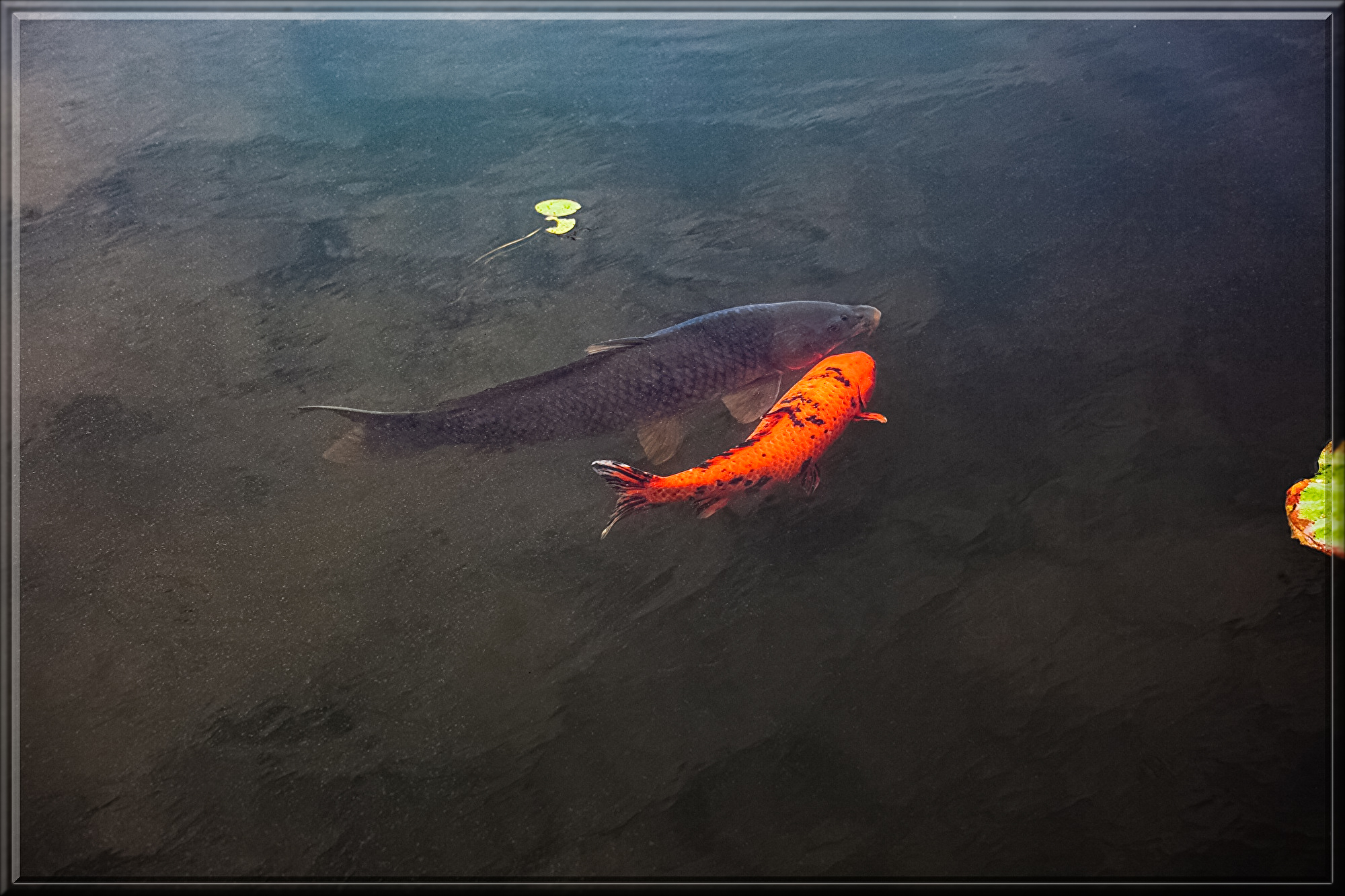 crucian-carp-5899353.jpg