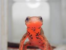 redbelly-newt(small).jpg