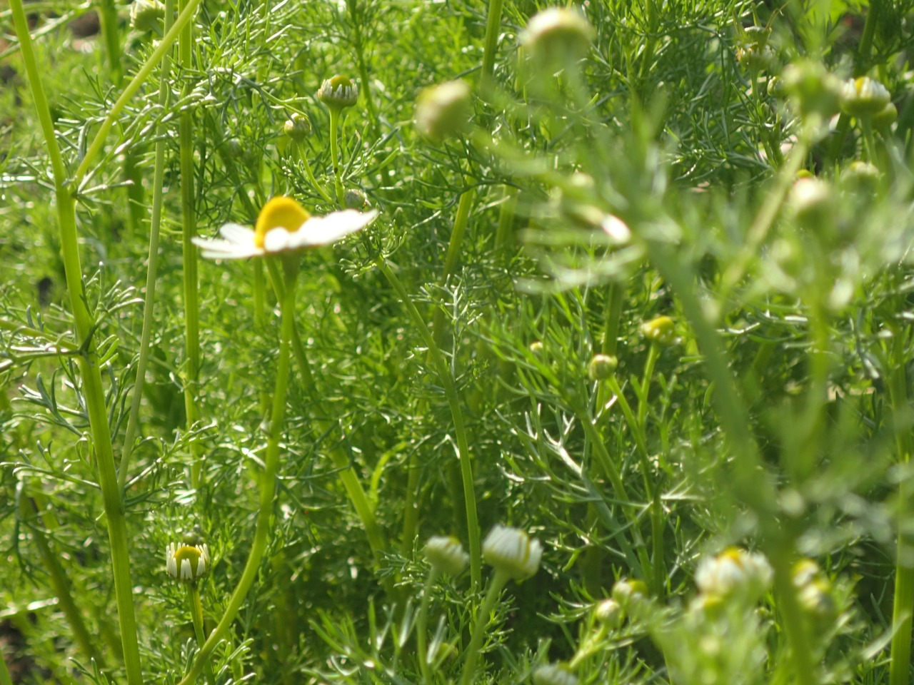 P4110376.JPG