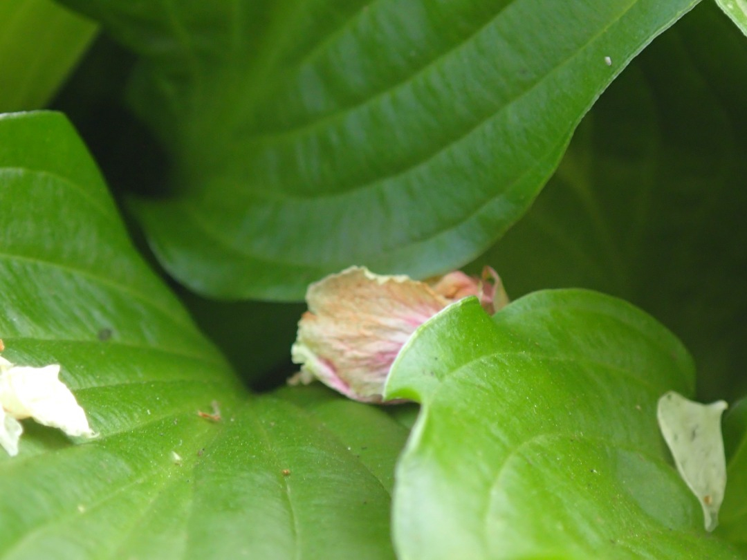 P4190575.JPG