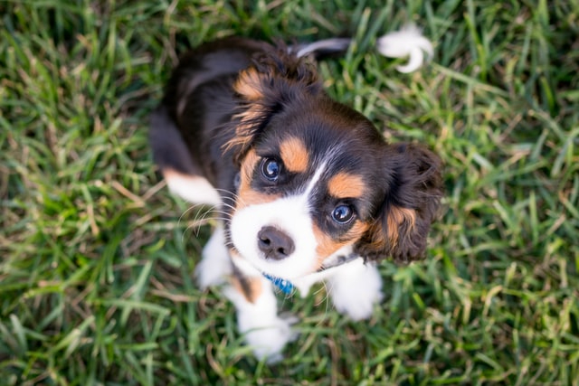 austin-kirk-QZenflkkwt0-unsplash.jpg