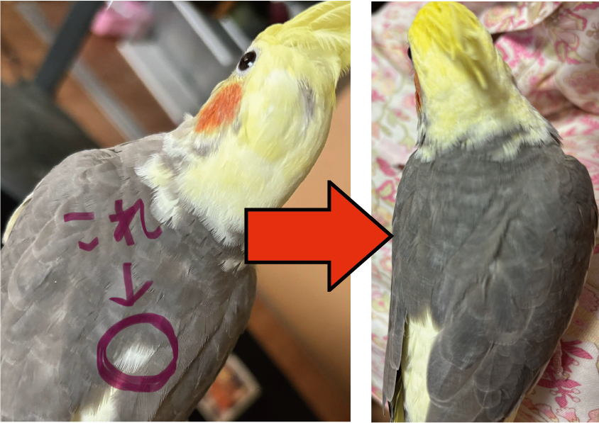 テラの羽.png