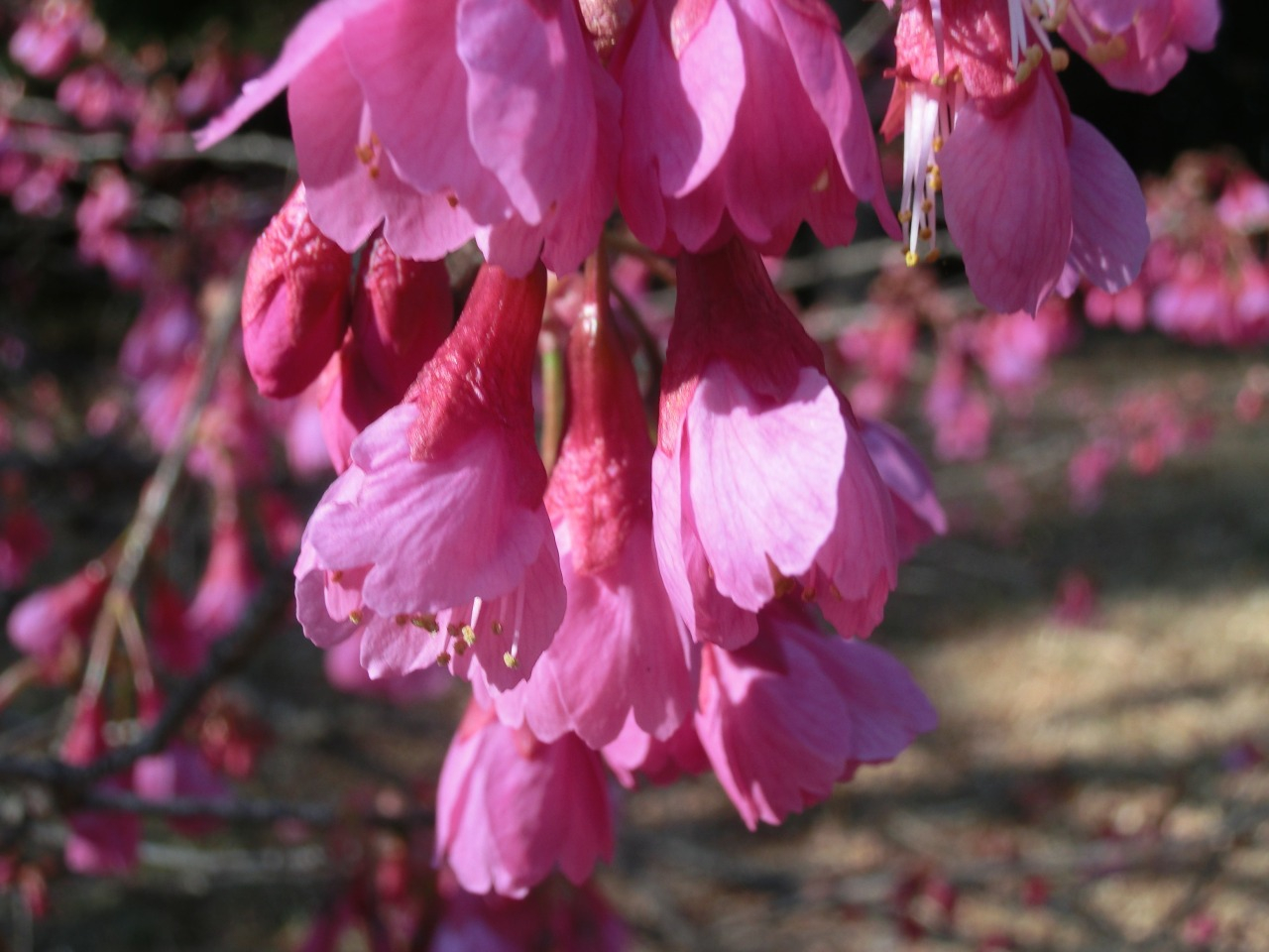 CIMG4581.JPG