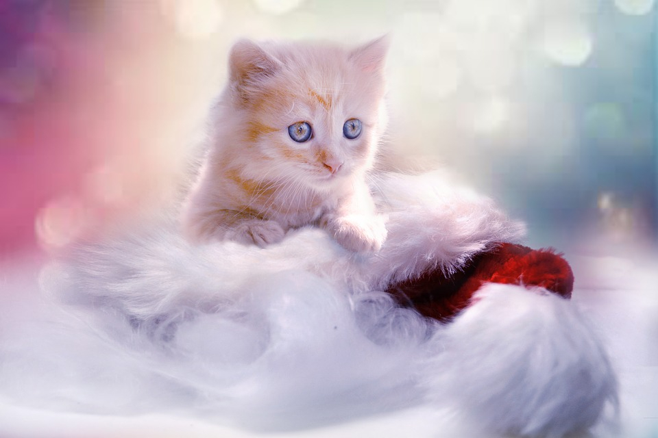 kitten-1856134_960_720.jpg