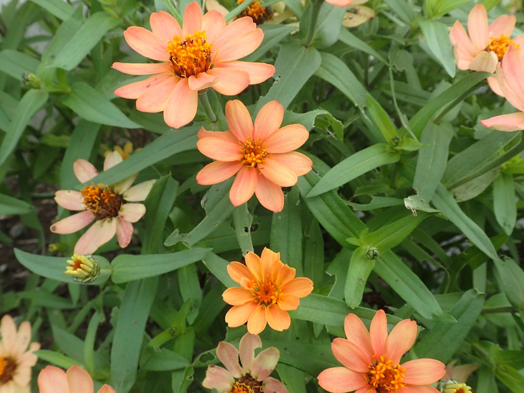 PA050362.JPG