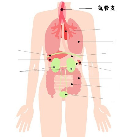気管支.jpg