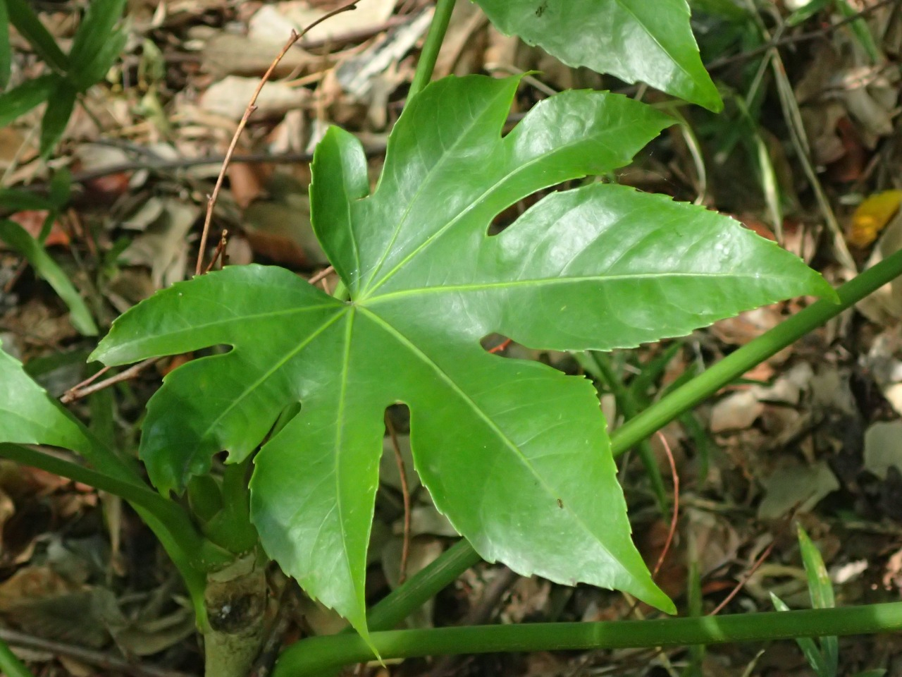 PA140422.JPG