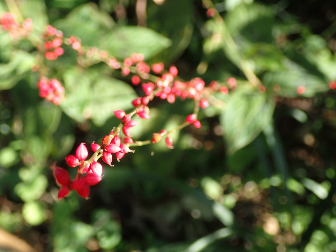 PA101029.JPG