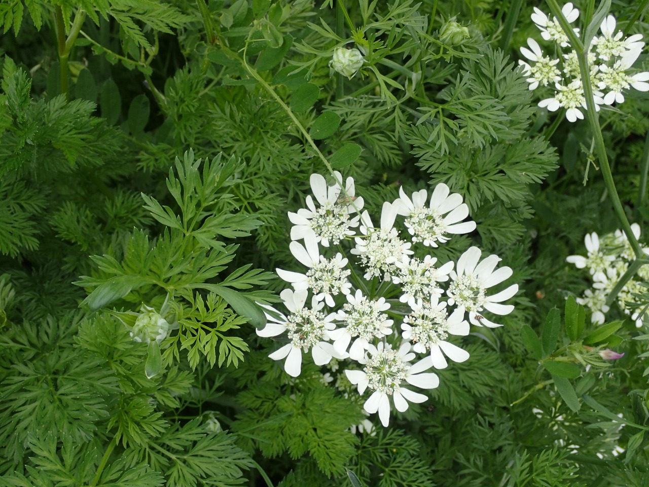 P4201583.JPG