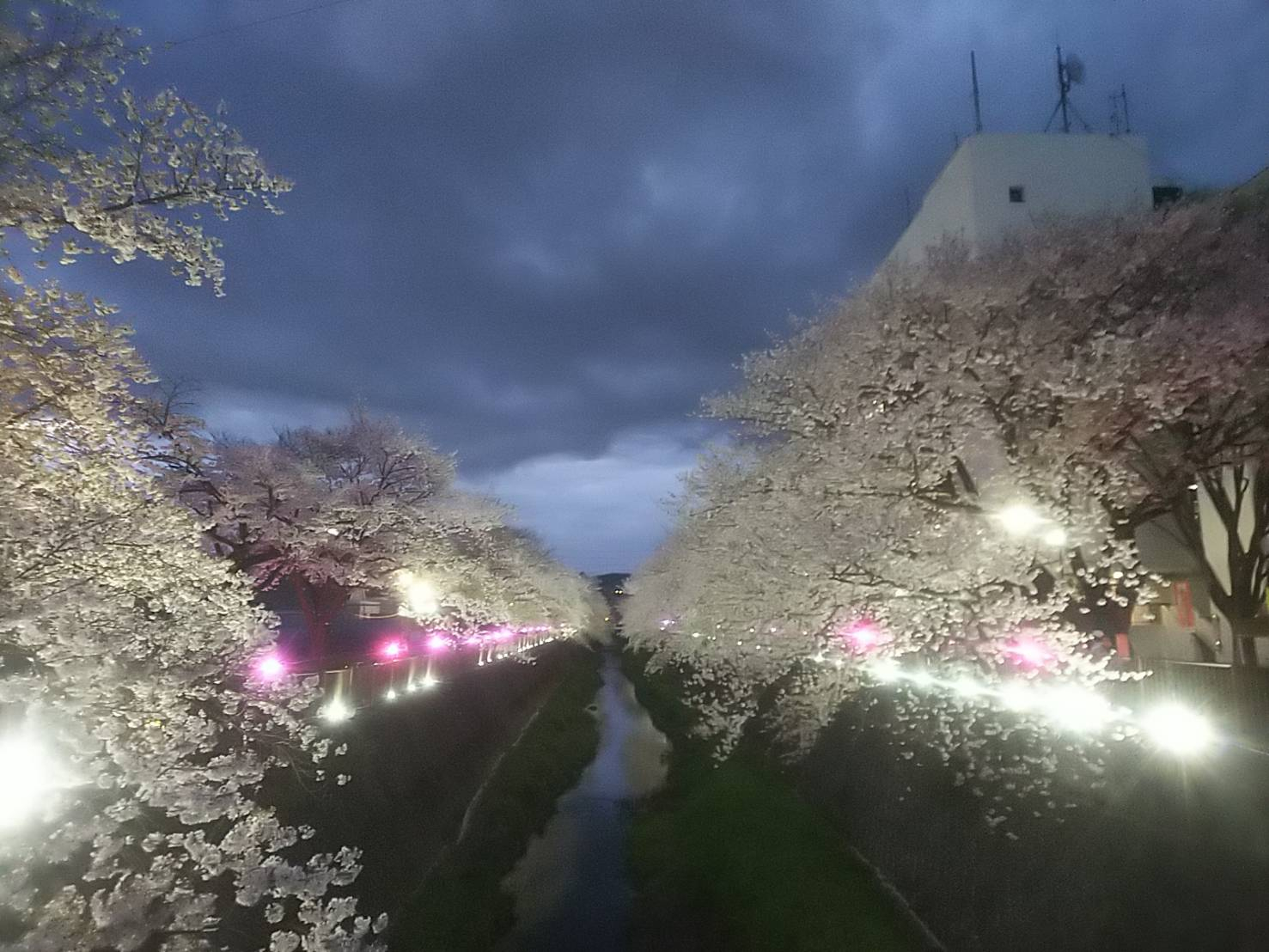 2023年桜（三沢川）23.jpg