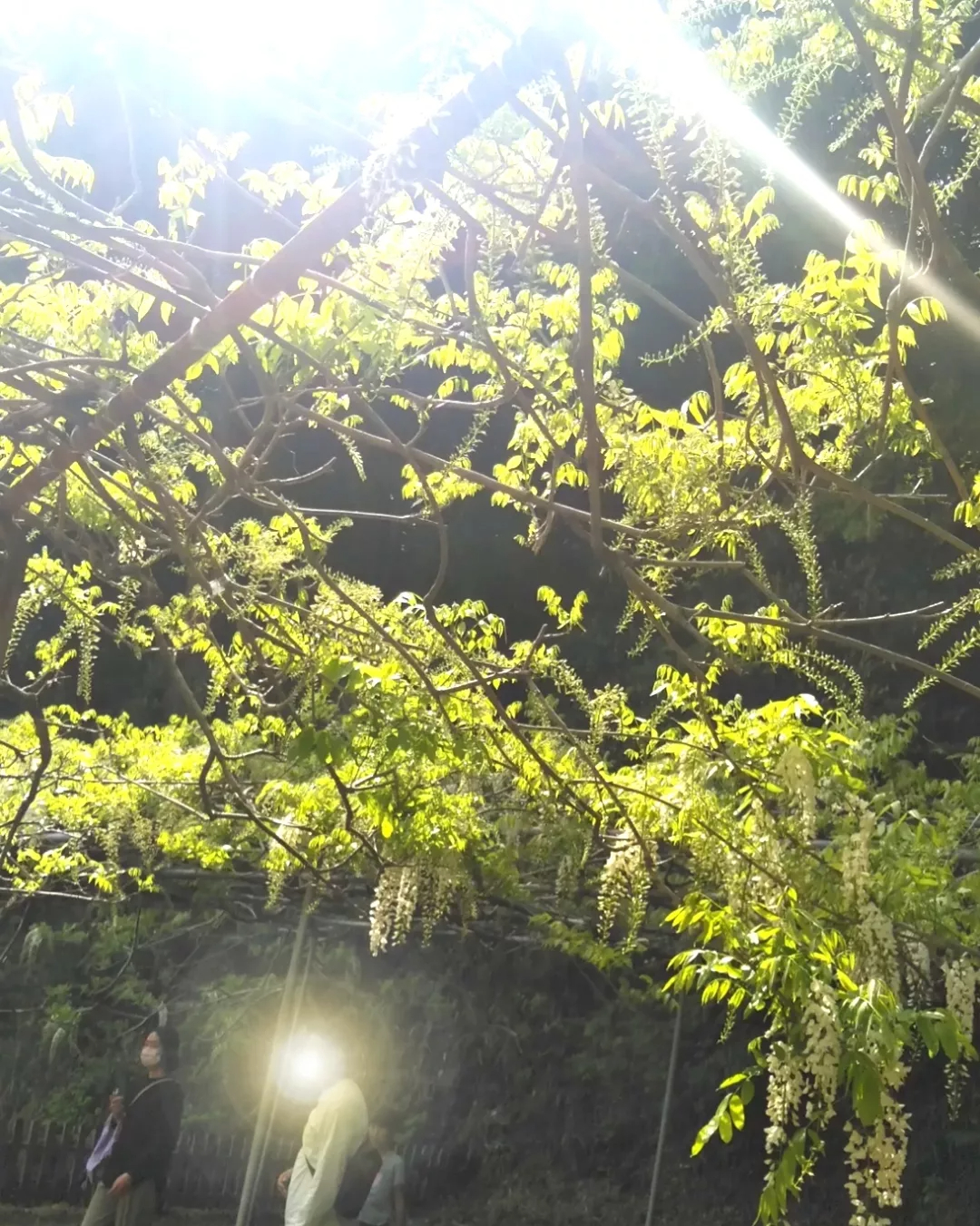 藤の花　白黄色い光.jpg