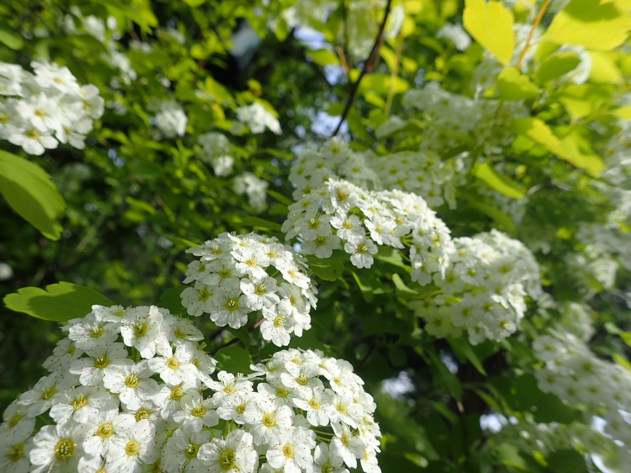 P4251092.JPG