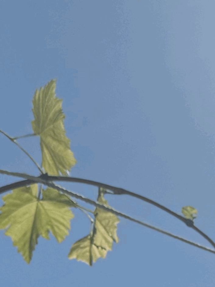 tempImageU4fDry.gif