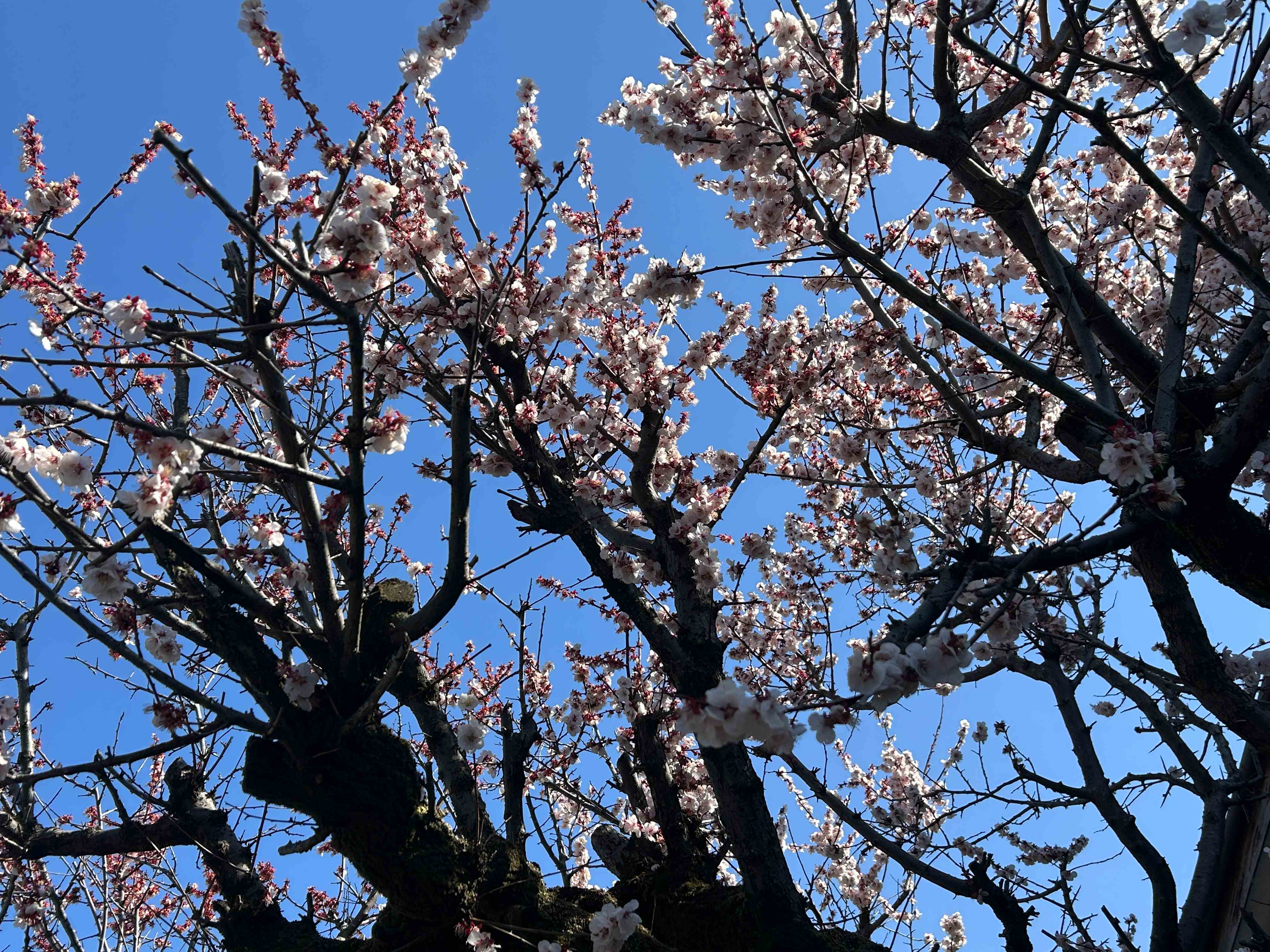 写真 2026-03-12 12 31 20.jpg