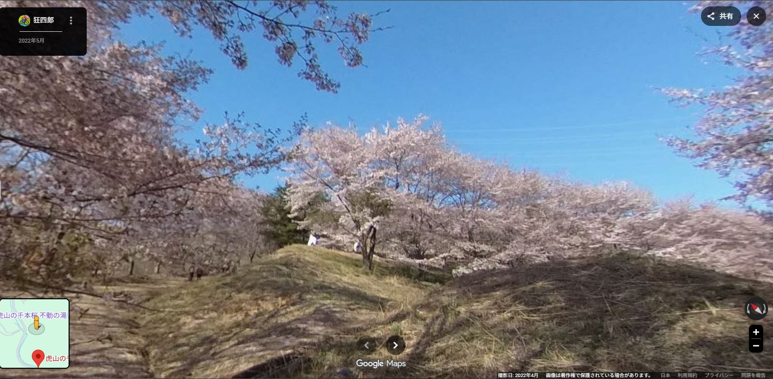 虎山千本桜-3.JPG