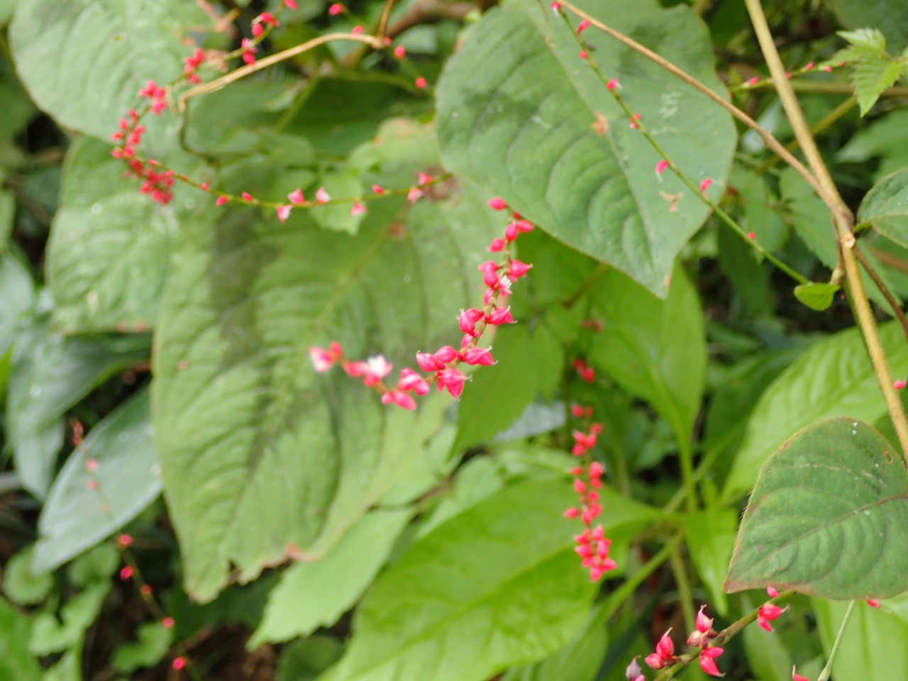 PA120674.JPG