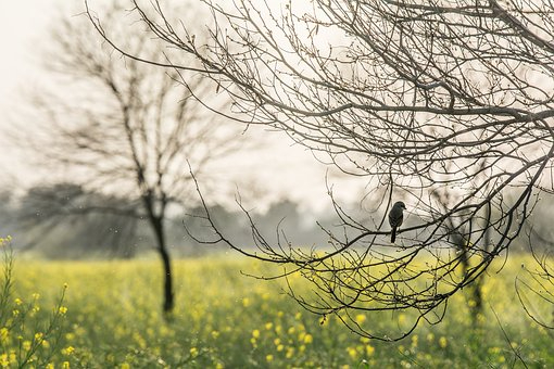lonely-bird-4044604__340.jpg