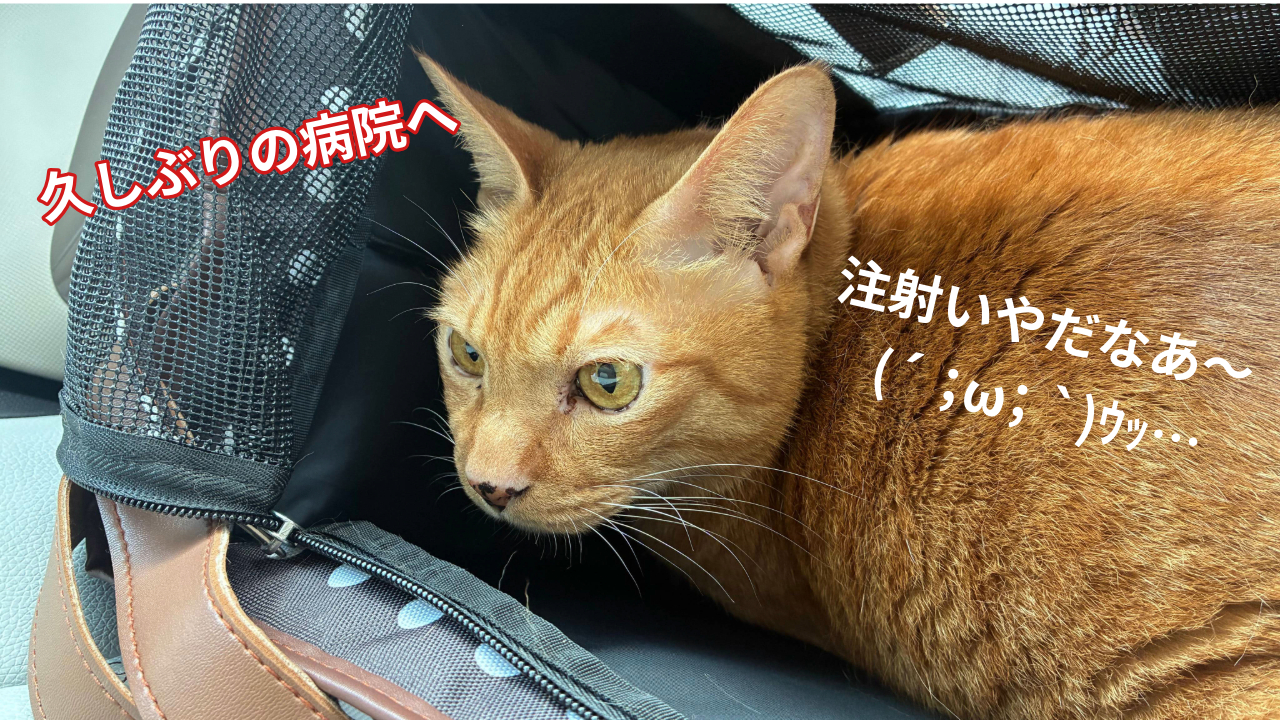 テオ病院.png