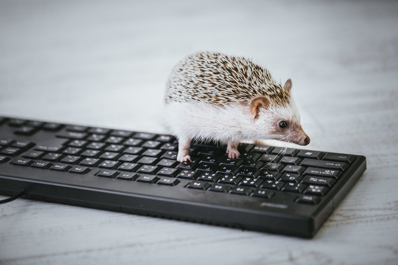 hedgehogIMGL8783_TP_V4.jpg