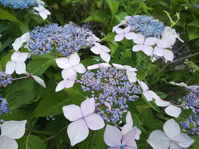 池の紫陽花4.JPG