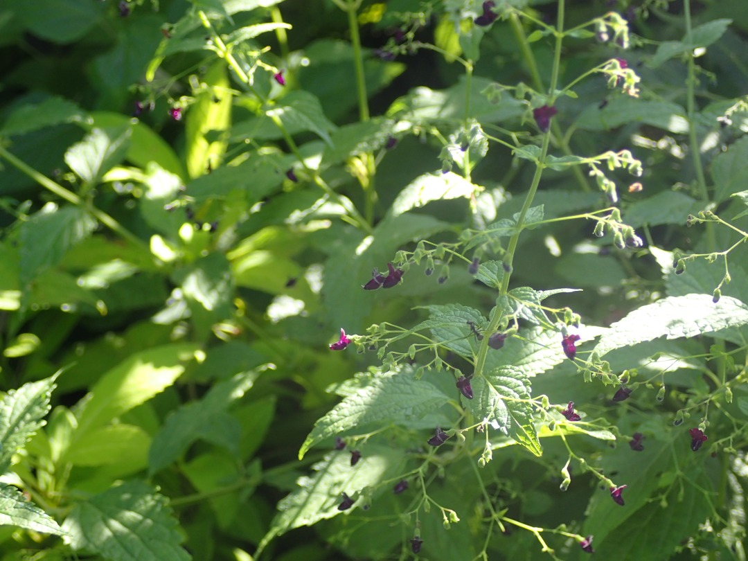 PA100190.JPG